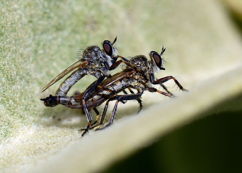 Coppia di Asilidae da determinare